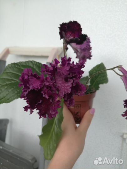 Стрептокарпусы