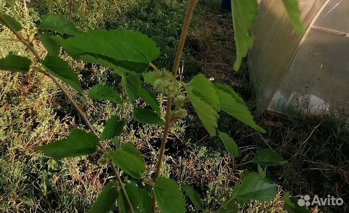 Шелковица с плодиками