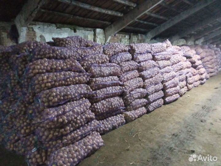 Семенной картофель коломбо