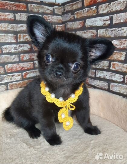 Щенки чихуахуа