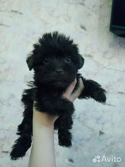 Йоркширский терьер щенки шоколадный девочки