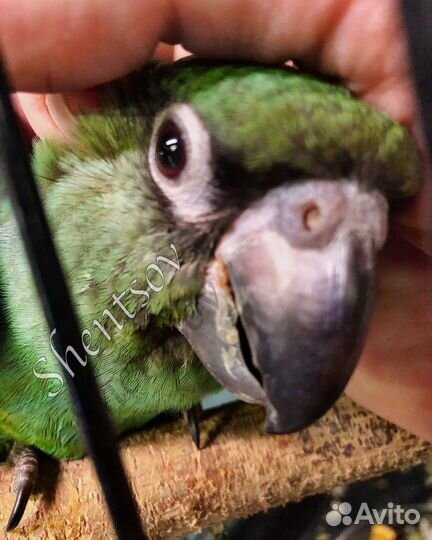 Птенец конголезского попугая