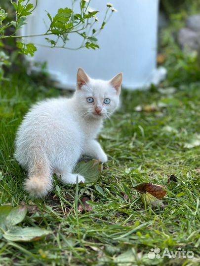 Котенок