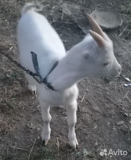 Коза с козленком