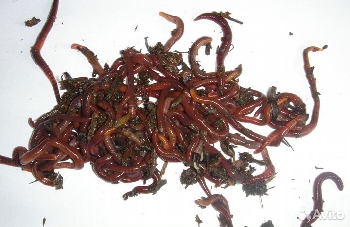 Биогумус (Вермикомпост, Worm Castings)