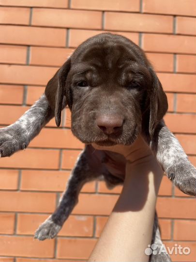 Щенки курцхаара