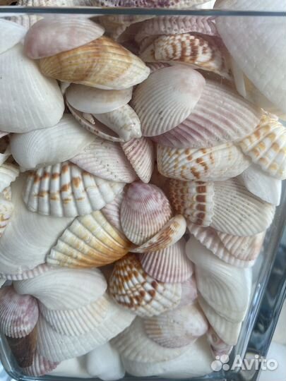 Морские ракушки из Персидского залива