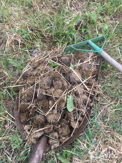 Навоз конский