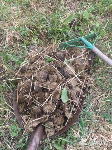 Навоз конский