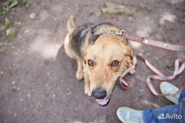 В добрые руки быстрая собака Комета