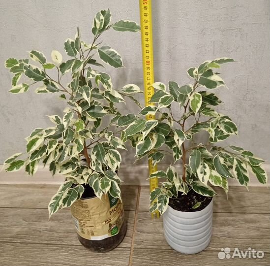 Фикусы бенджамина