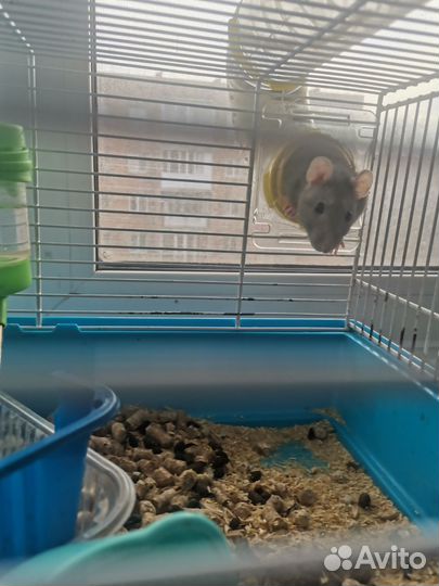 Декоративная крыса с клеткой