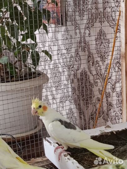 Попугай корелла птенец