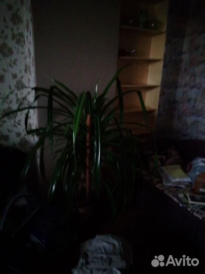 Пальма панданус