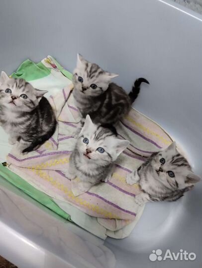 Шотланская