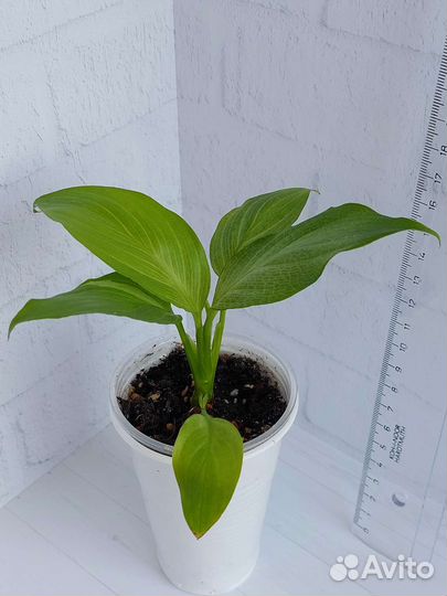 Спилт Милк,Мун Шадоу,Блэк Бьюти,Ангел бэби