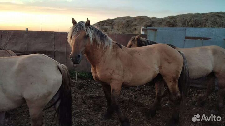 Продажа лошадей