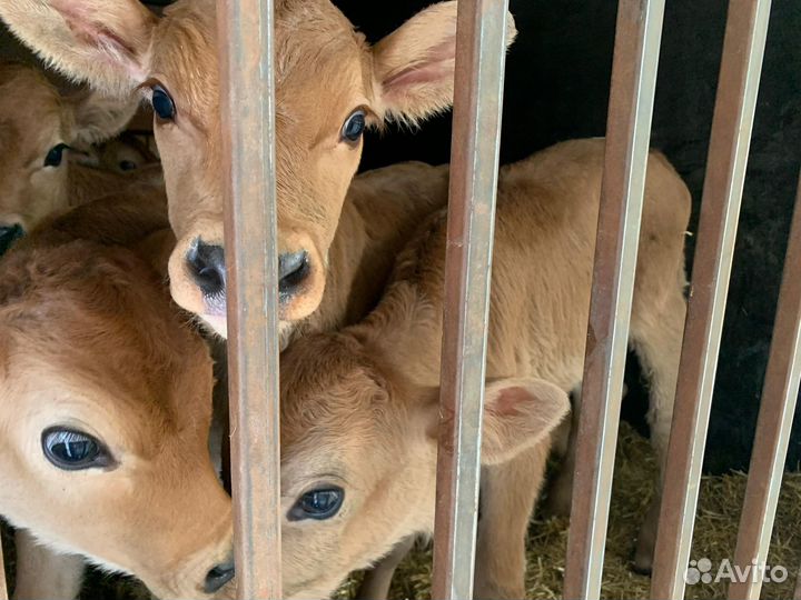 Телята бычки лимузин