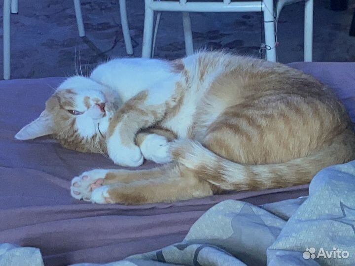 Котик ищет семью