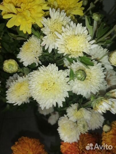 Хризантем а, срезка