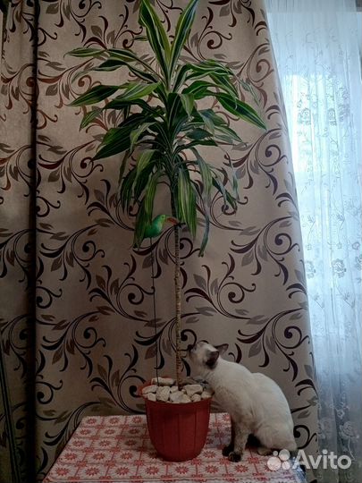 Драцена широколистная