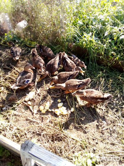 Подсадные утки