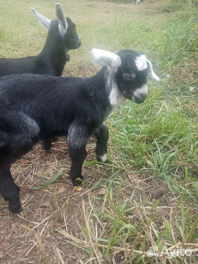 Коза нубийская