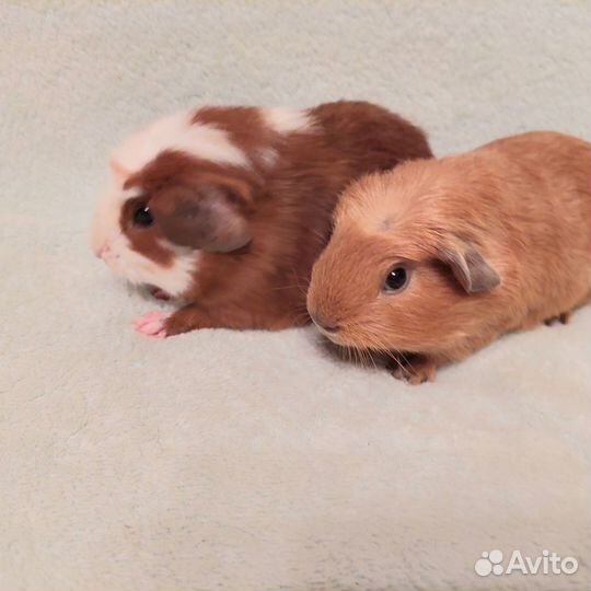 Морские свинки мальчики малыши