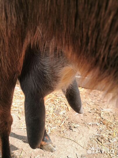 Дойные нубийские козы