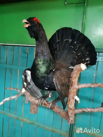 Чучело глухаря