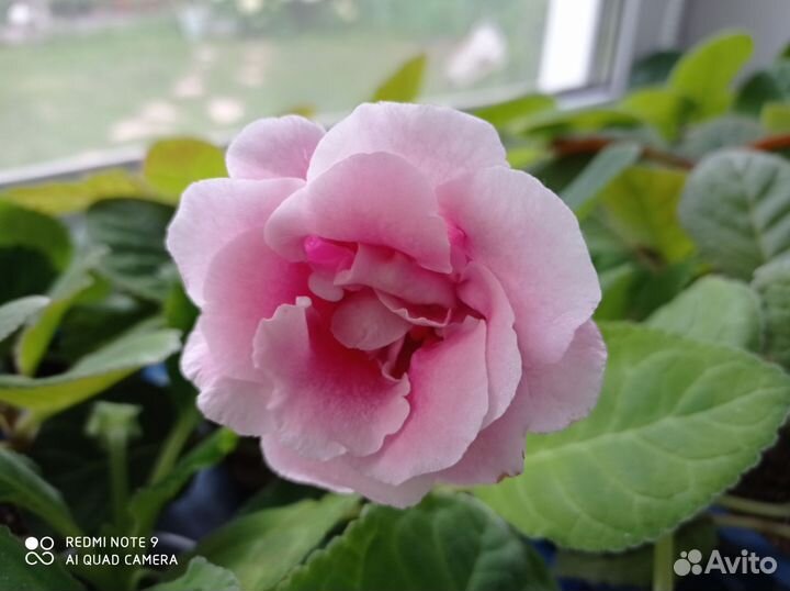 Глоксиния и фиалка (черенки)