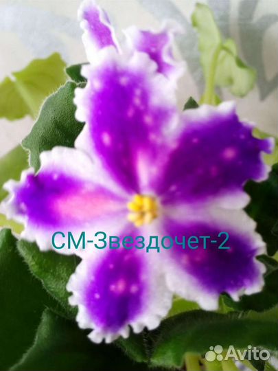 Фиалки укорененные листы новинки