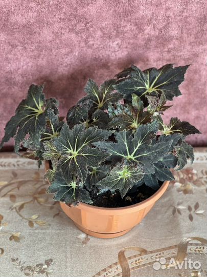 Бегония клеопатра комнатное растение