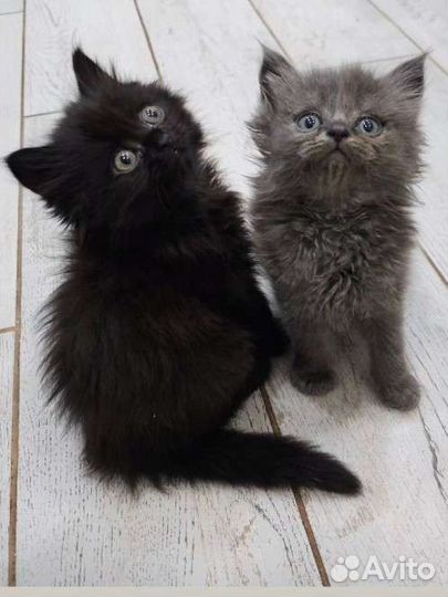 Пушистые котята