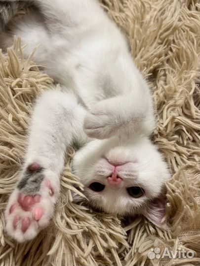 Кошка в дар