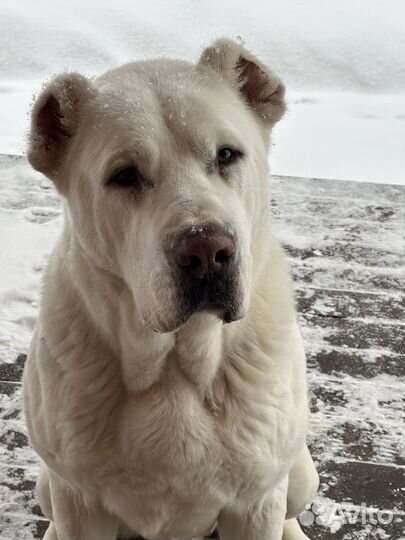 Вязка алабай