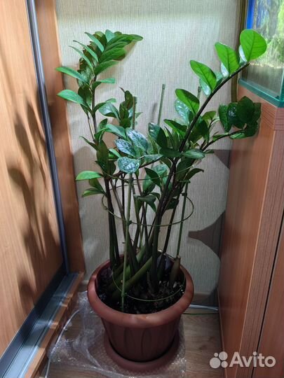 Замиокулькас