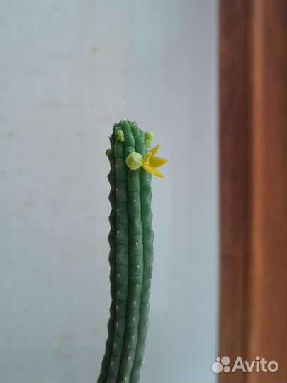 Кактус цветущий