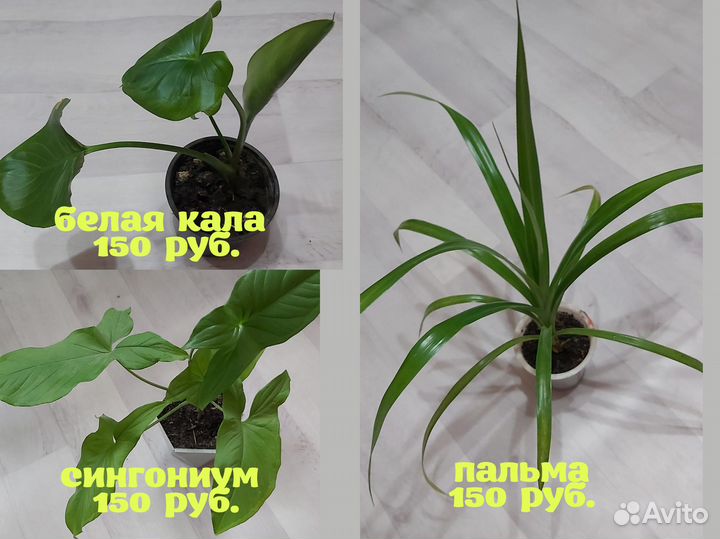 Продаю комнатные цветы