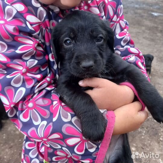 Собака в добрые руки спаниель