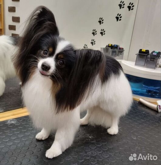 Стрижка собак и кошек