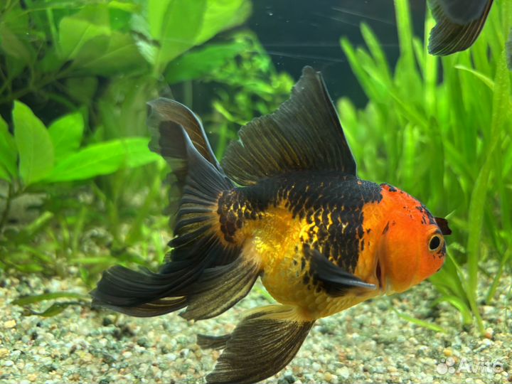 Золотые рыбки Оранда