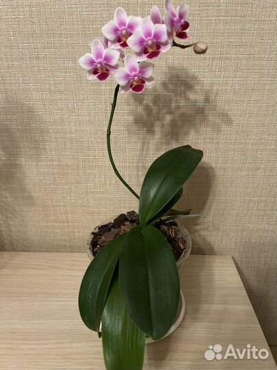 Орхидея мини