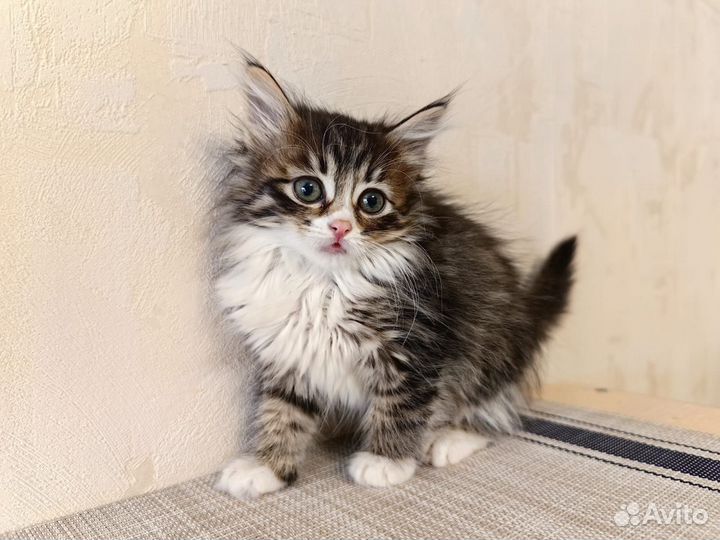 Котята-девочки в добрые руки