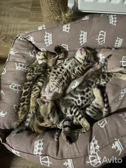 Бенгальские котята