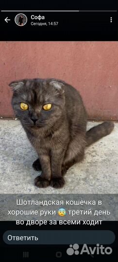 Шотландская вислоухая