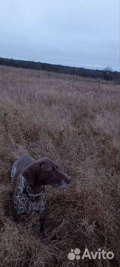 Курцхаар вязка