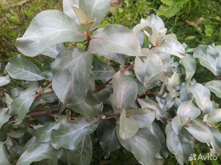 Лох серебристый