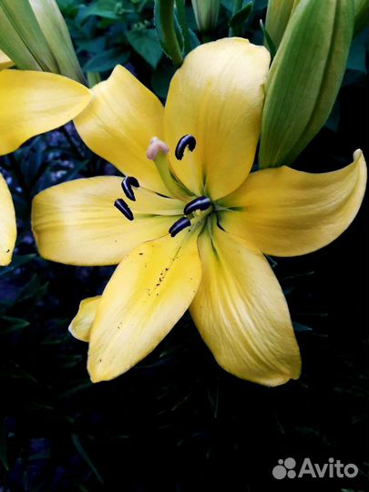 Лилии сортовые