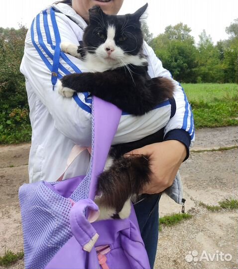 Ласковая кошечка ищет дом